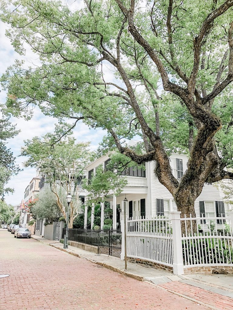Charleston Oak Trees